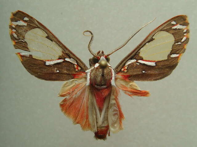 Imagem de Eriostepta Hampson 1901