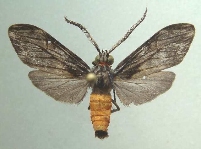Image of Cercopimorpha