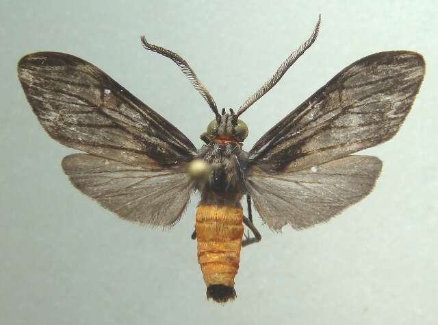 صورة Cercopimorpha