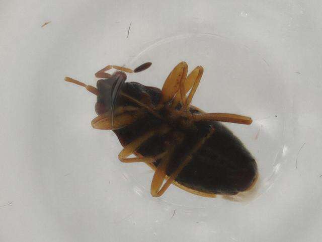 Image of Stygnocoris