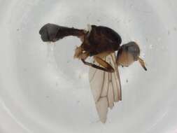 Image of Ectinocera