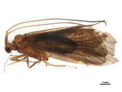 Image of Goeridae