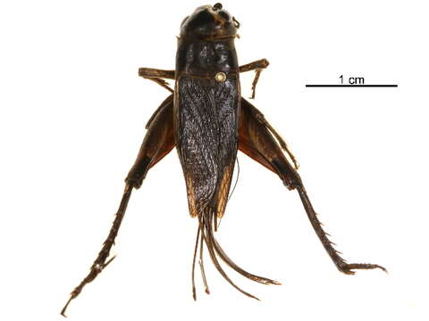 Image of Teleogryllus