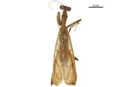 Plancia ëd Hymenopodidae