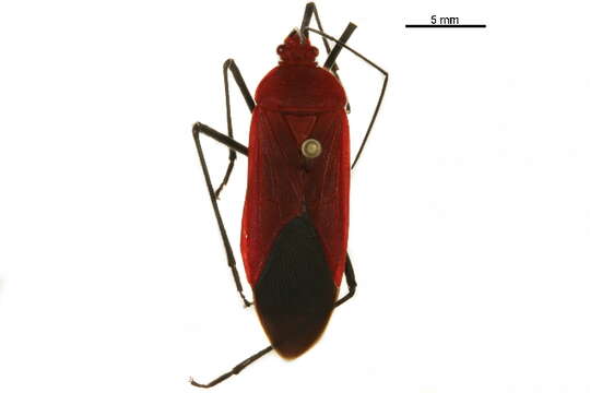 Leptocoris resmi