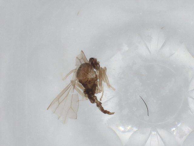 Image of Bryomyia