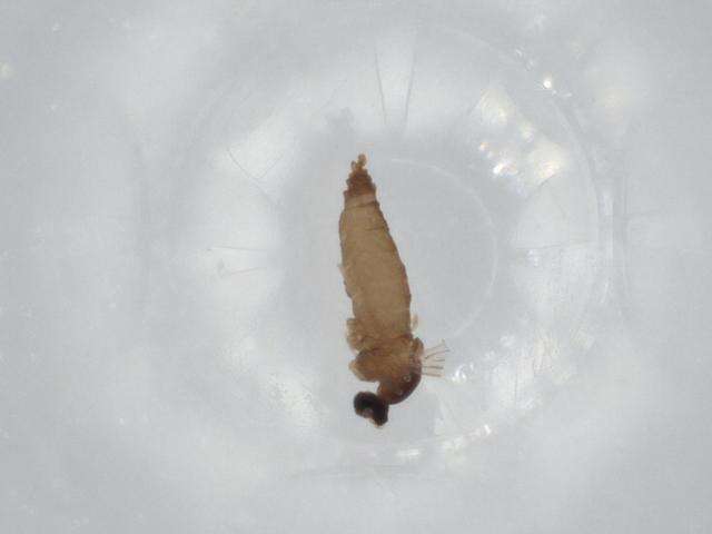 Image of Bryomyia