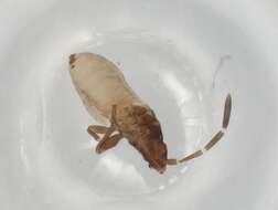 Image of Gastrodes