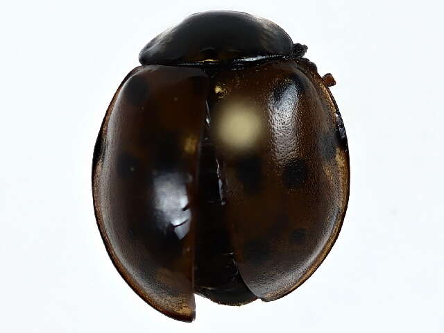 Image of Giant Lady Beetles