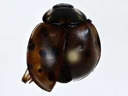 Image of Giant Lady Beetles