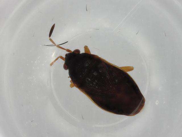 Image of Stygnocoris