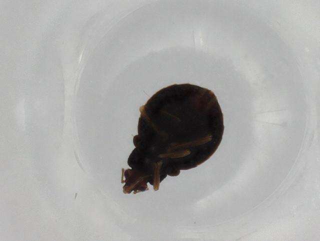 Image of Microphysoidea