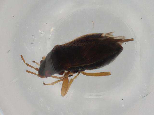 Image of Stygnocoris