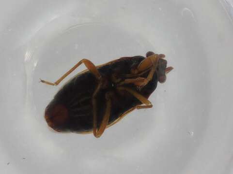 Image of Stygnocoris