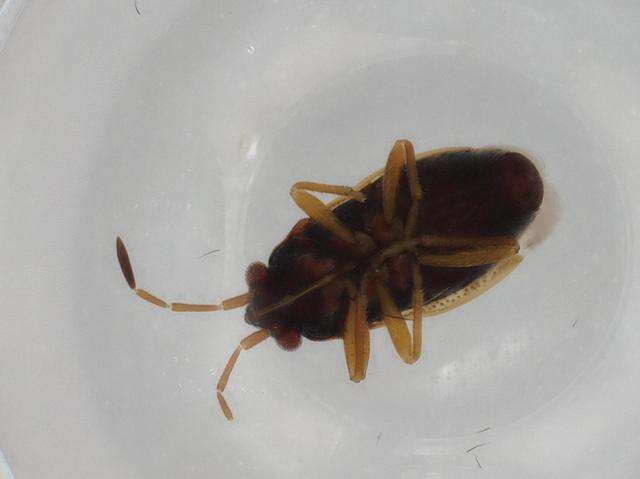 Image of Stygnocoris