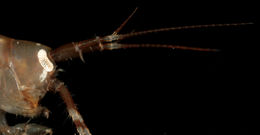 Image of <i>Gammarus locusta</i>