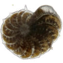 صورة <i>Elphidium crispum</i> (Linnaeus 1758)