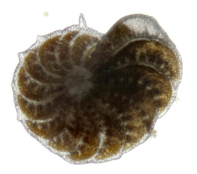 Image of <i>Elphidium crispum</i> (Linnaeus 1758)
