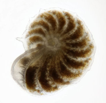 Image of <i>Elphidium crispum</i> (Linnaeus 1758)