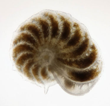 Image of <i>Elphidium crispum</i> (Linnaeus 1758)
