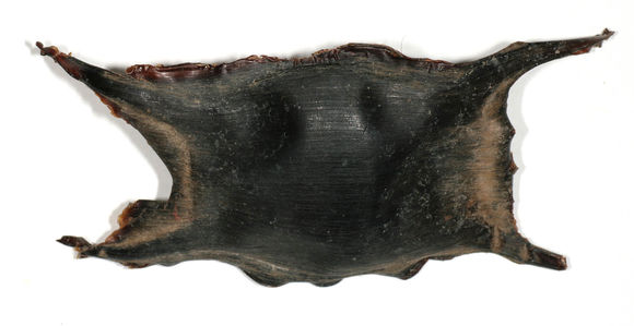 Image of Thornback skate