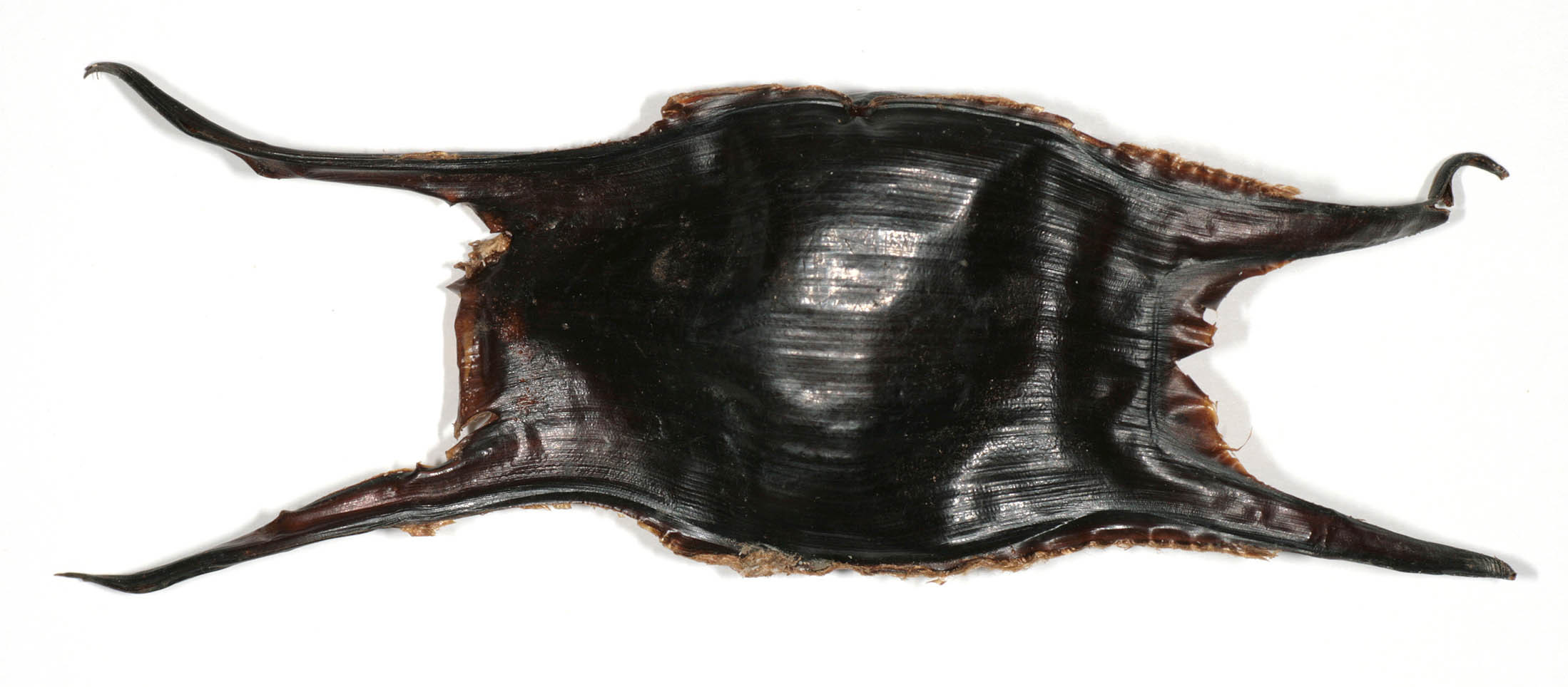 Image of Homelyn ray