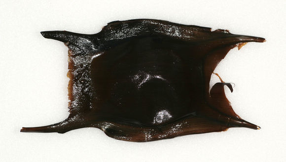 Image of Thornback skate