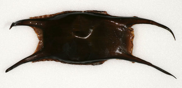 Image of Homelyn ray