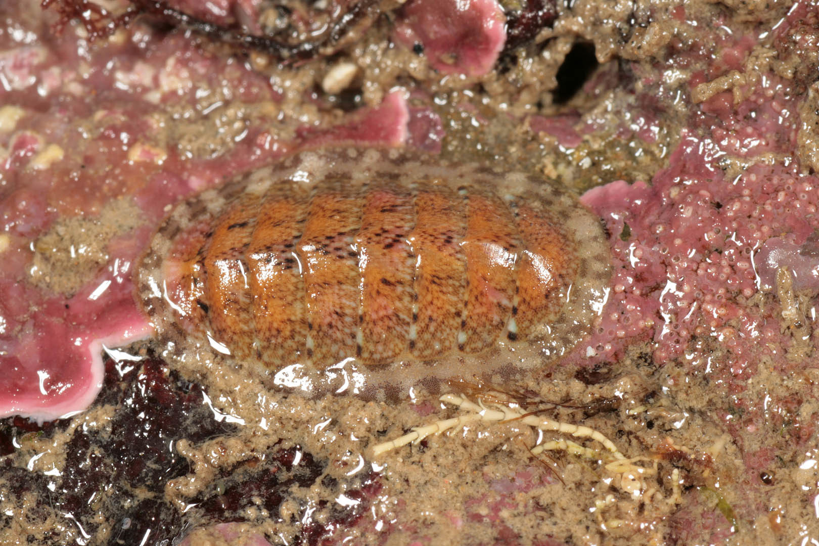 Image of <i>Lepidochitona cinerea</i>
