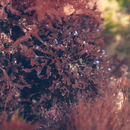 Image of Mastocarpus stellatus