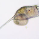 Image of <i>Keratella cochlearis</i> fm. <i>robusta</i>