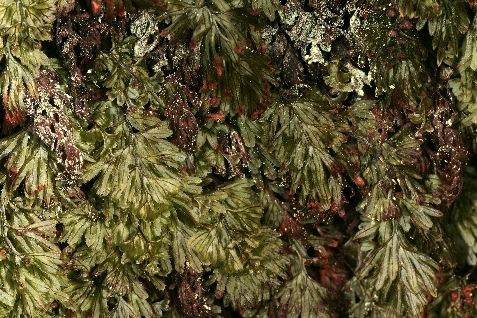 Hymenophyllum tunbrigense (rights holder: )