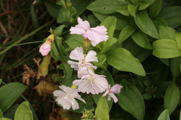 Image of <i>Saponaria officinalis</i> flore pleno