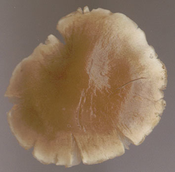 Image of Dermoloma cuneifolium (Fr.) Singer ex Bon 1986