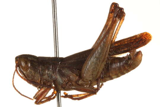 Image of Orphulella