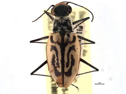 Image of Eastern Beach Tiger Beetle