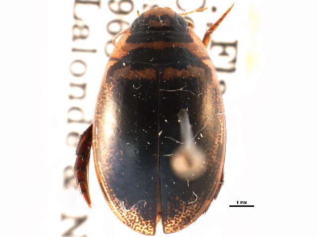 Image of Thermonectus