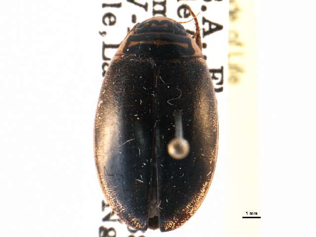 Image of Thermonectus