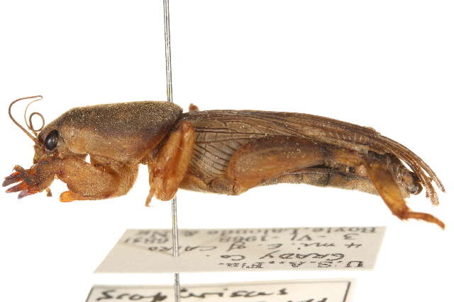 Image of Two-clawed Mole Crickets