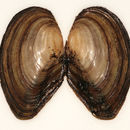 Image of duck mussel