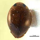 Image of Hyphydrini