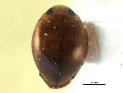 Image of Hyphydrini