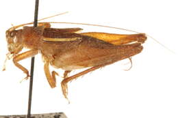 Image of Flightless Bush Crickets