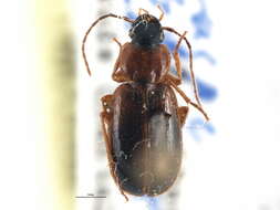 Image of Licininae