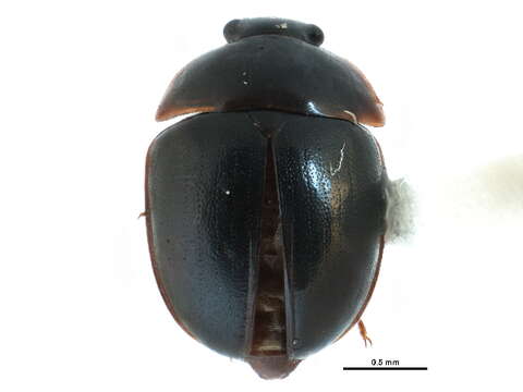 Image of Anisotomini Horaninow 1834