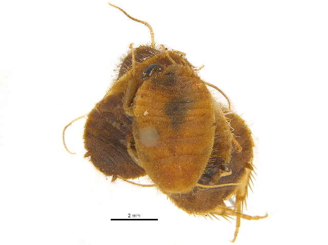 Image of Corydioidea