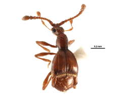 Image of Pselaphus