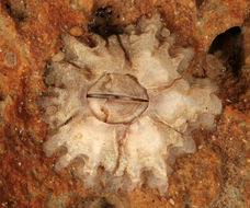 Image of Montagu's stellate barnacle