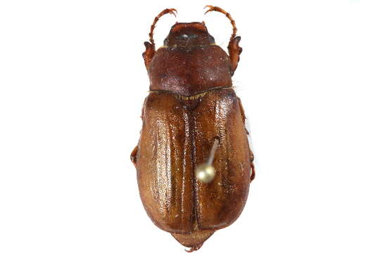 Image of European Chafers