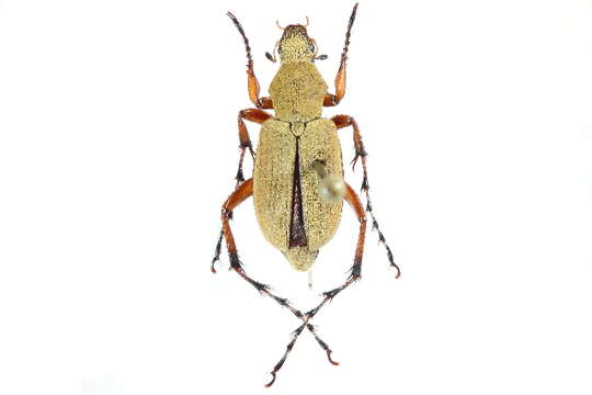 Image of Rose Chafers